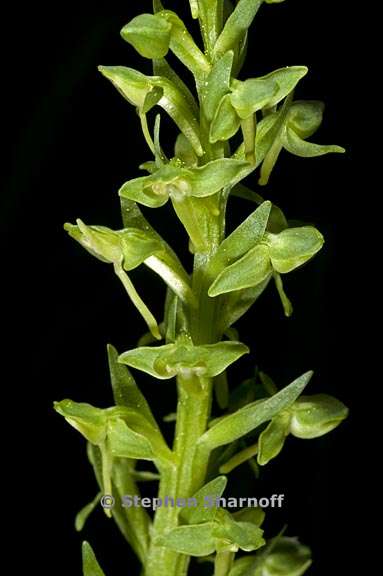 platanthera sparsiflora 6 graphic